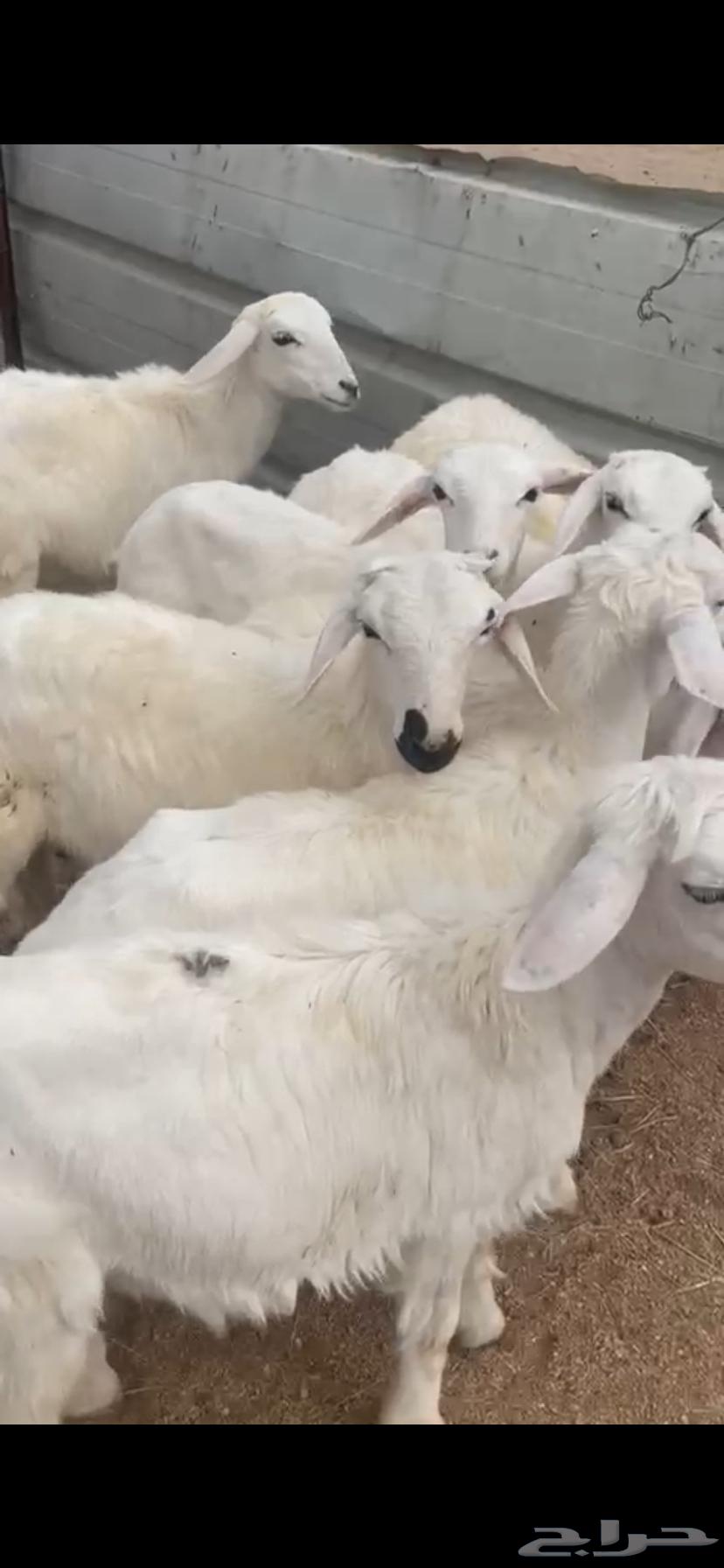 بهم تربيه للبيع64379975437058112