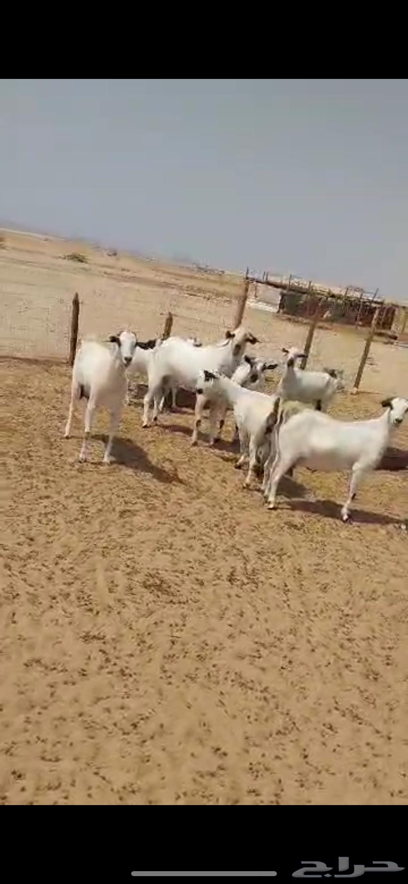 معزا بيشية للبيع64389086640131113