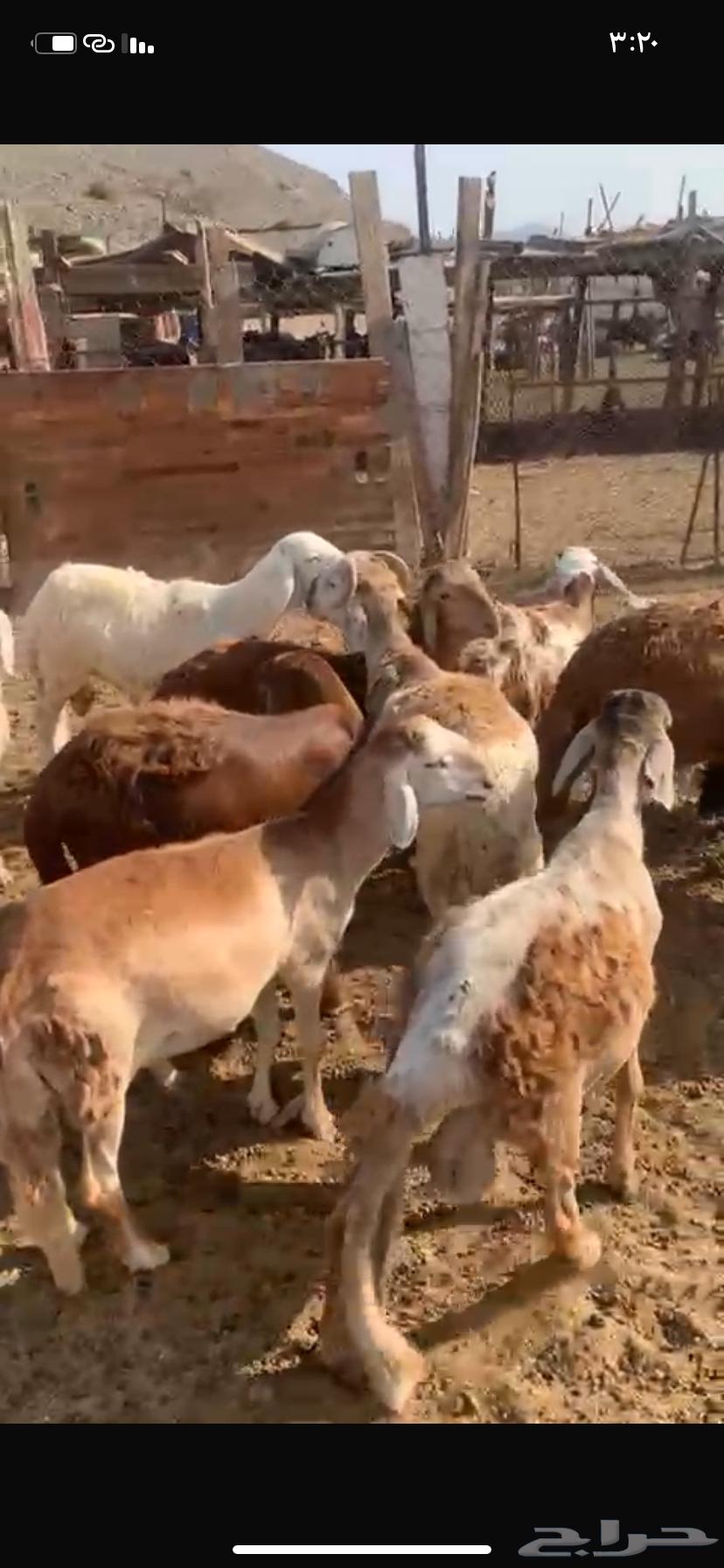 High-quality meat and relaxed prices with Tabby installment available64386459367171114