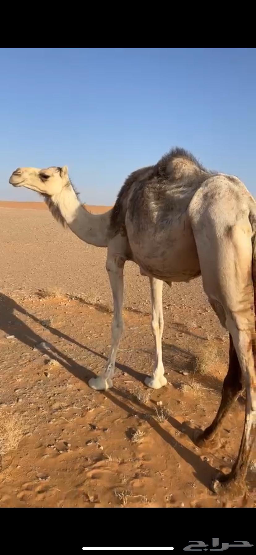 ناقه حايل للبيع64379530312705110