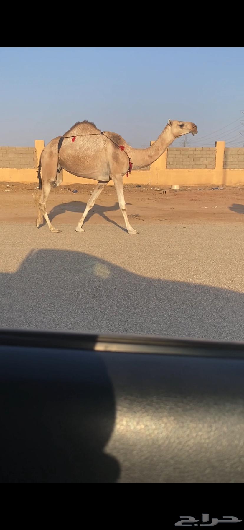 ضريبه شقحا64389516325634110