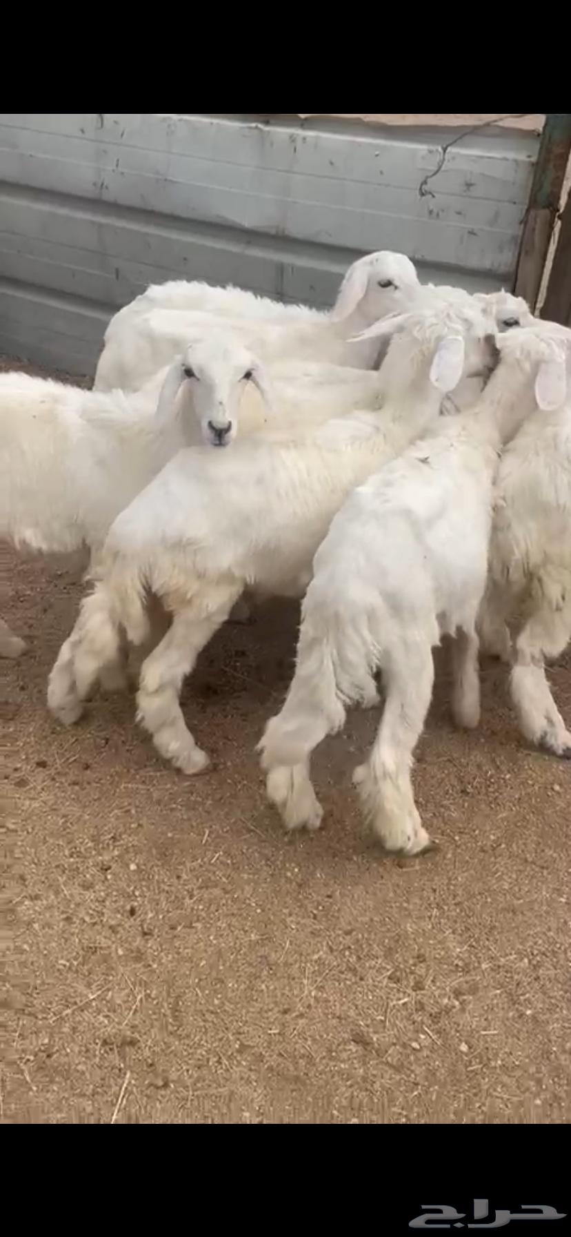 بهم تربيه للبيع64379975437058110