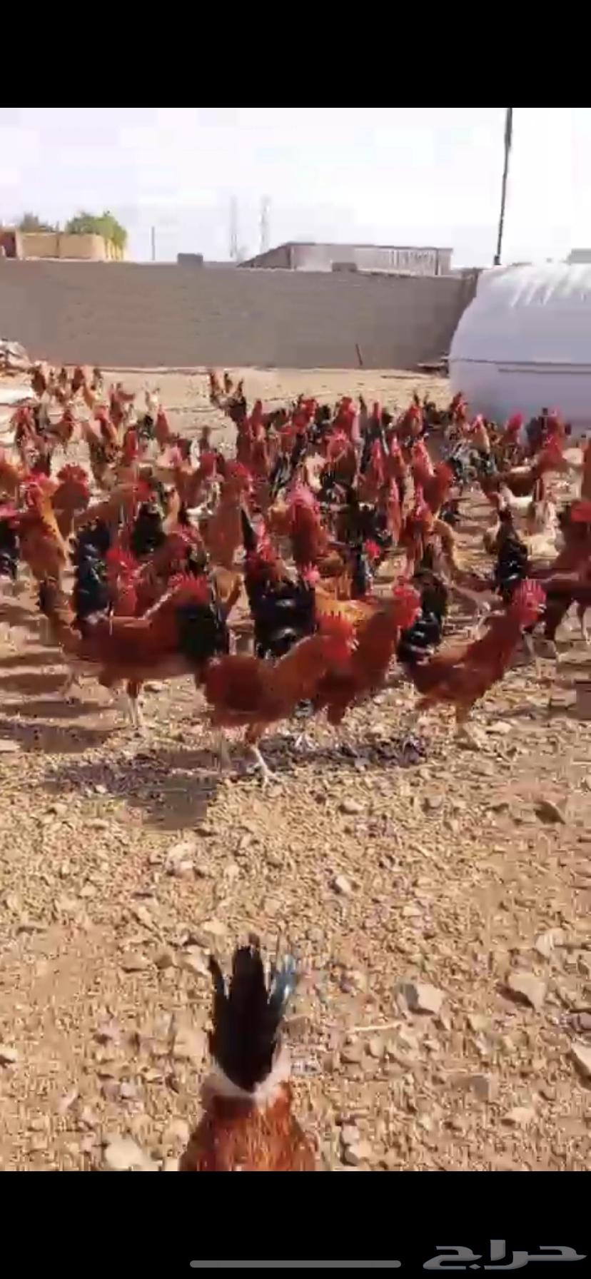 ديوك بلدي للبيع احجام توب64383261176065113