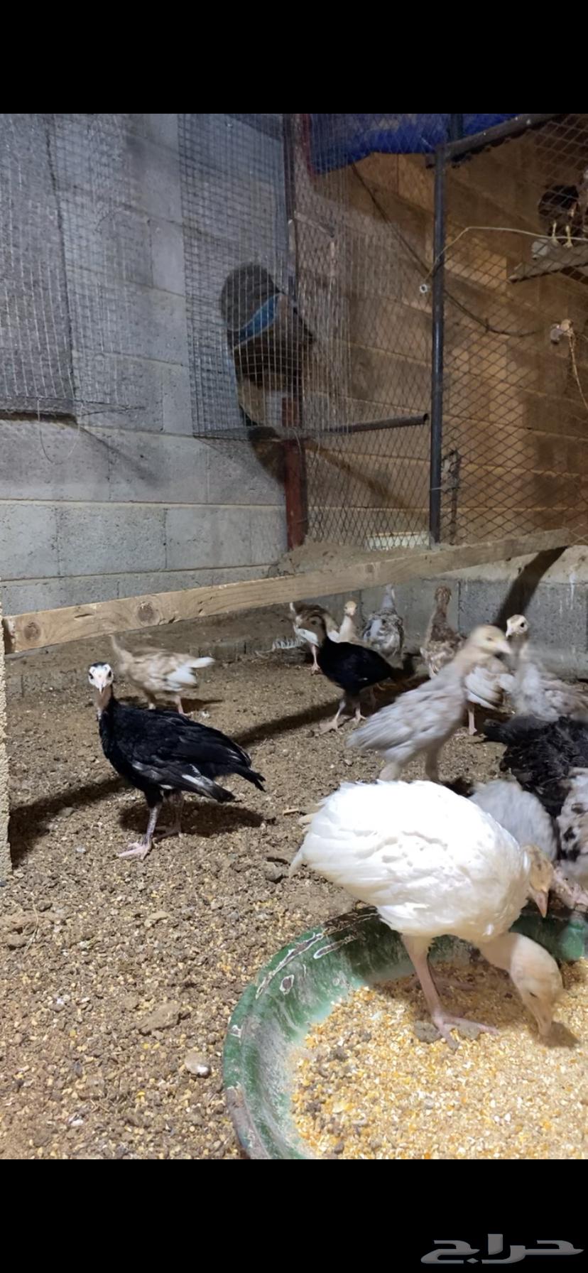 صوص رومي64381150169091110