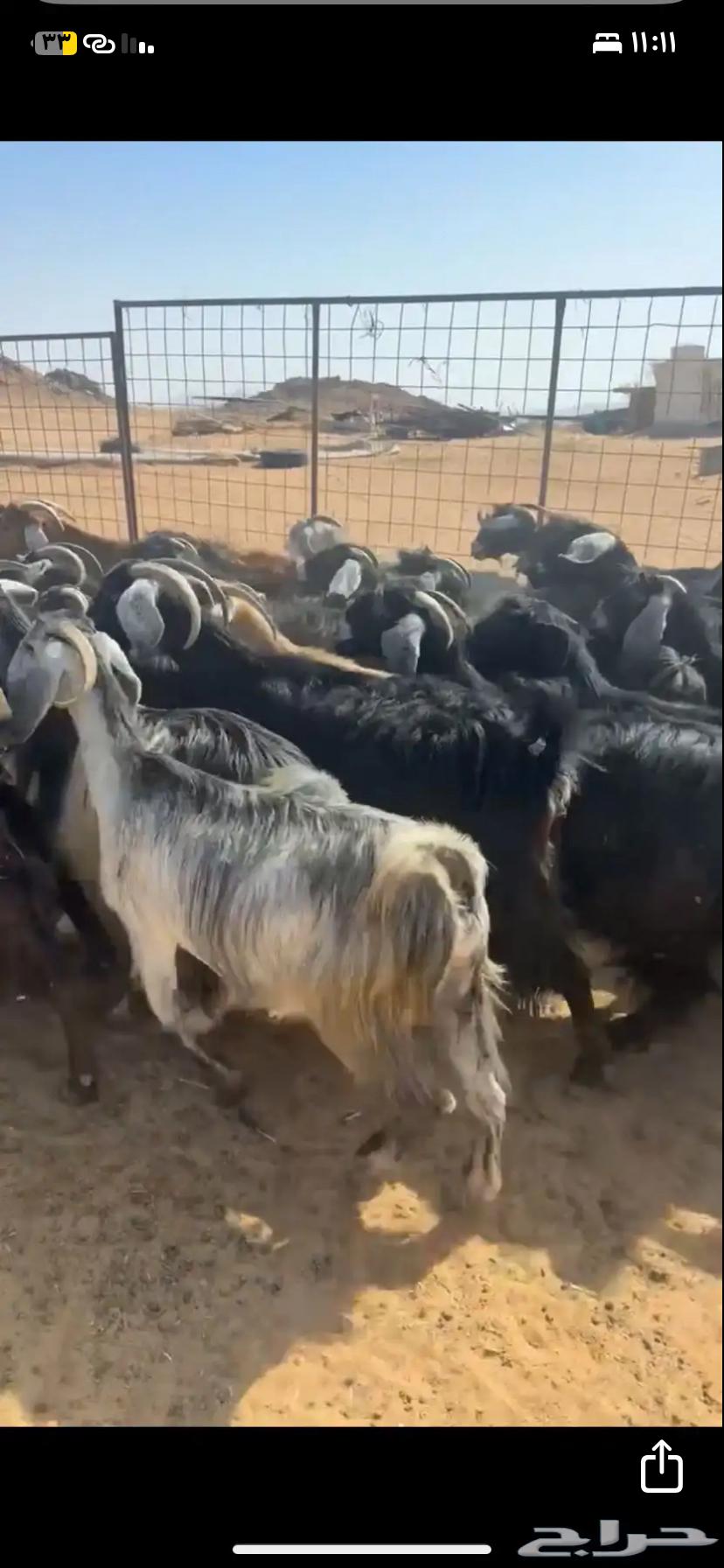 Goats for sale, quantity 4064391920997378113