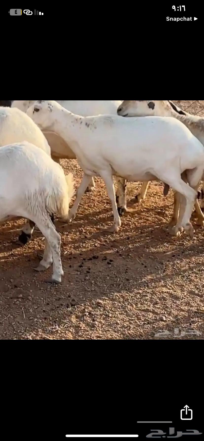 غنم للبيع64390665322243114