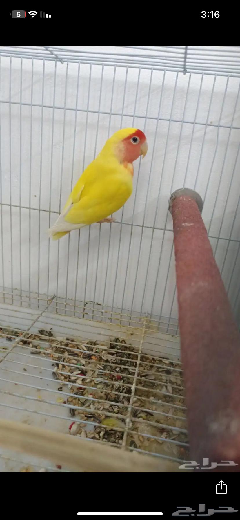 Pair of days64384245689346113