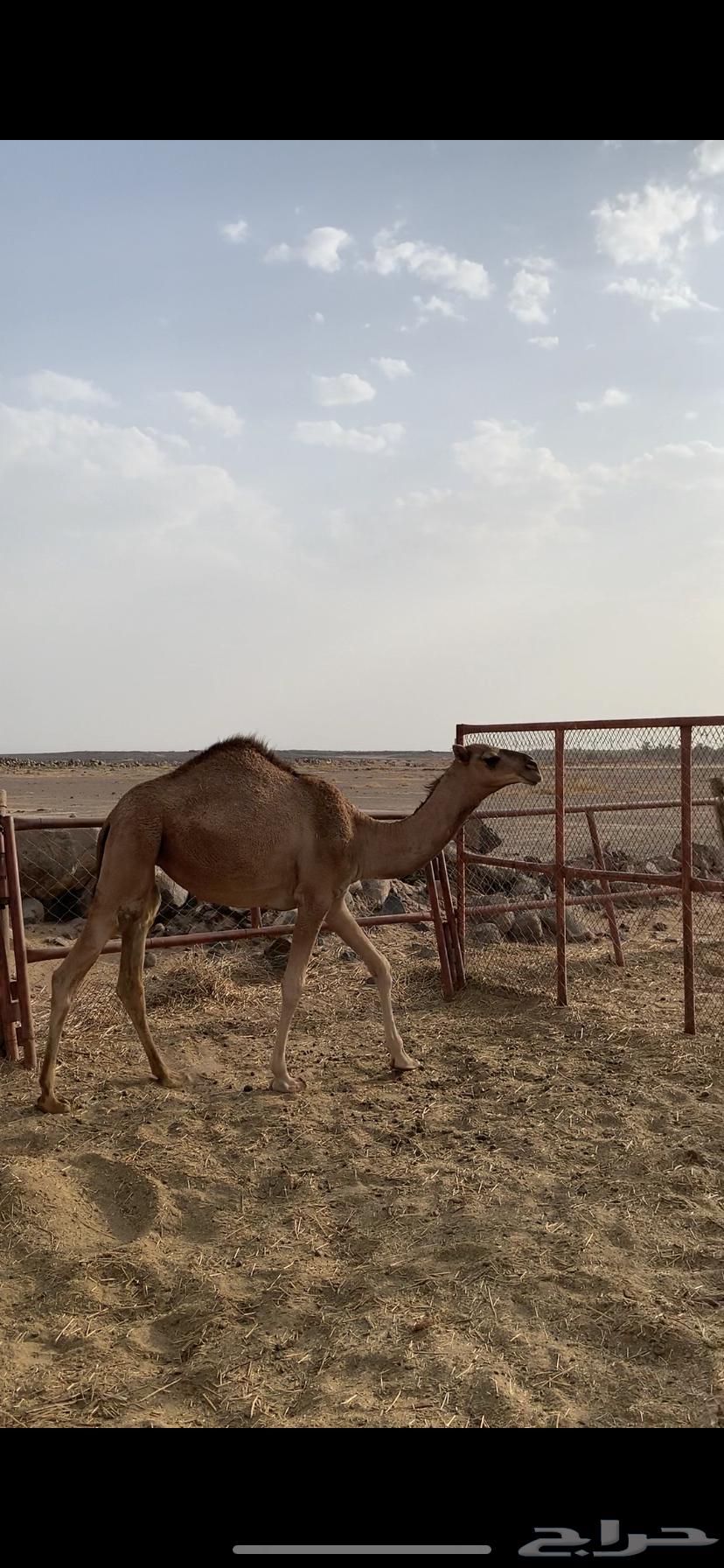 بكره للبيع64389847098883111