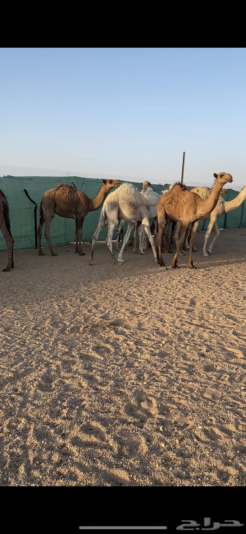 للبيع حشو لباني64388729595778111