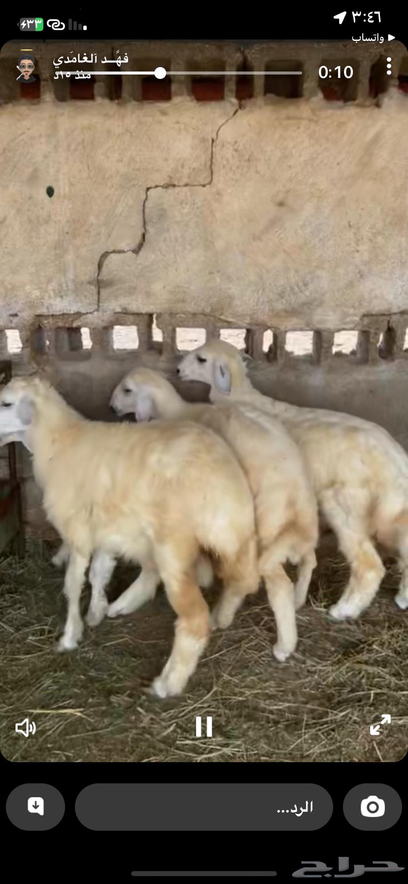 رخال طبيه للبيع64399703363459114