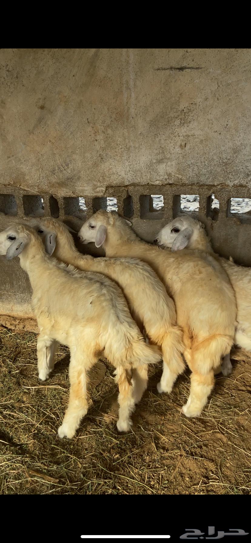 رخال طبيه للبيع64399703363459110