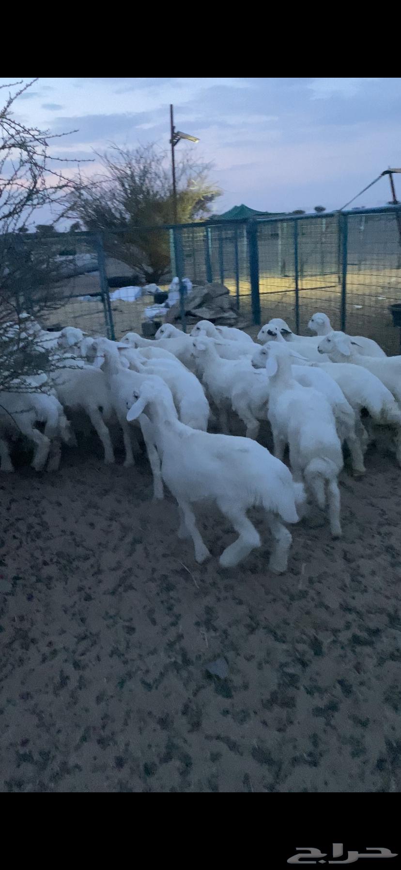 بهم تربيه تم البيع اضغط متابعه يصلك كل جديد64381644046082111