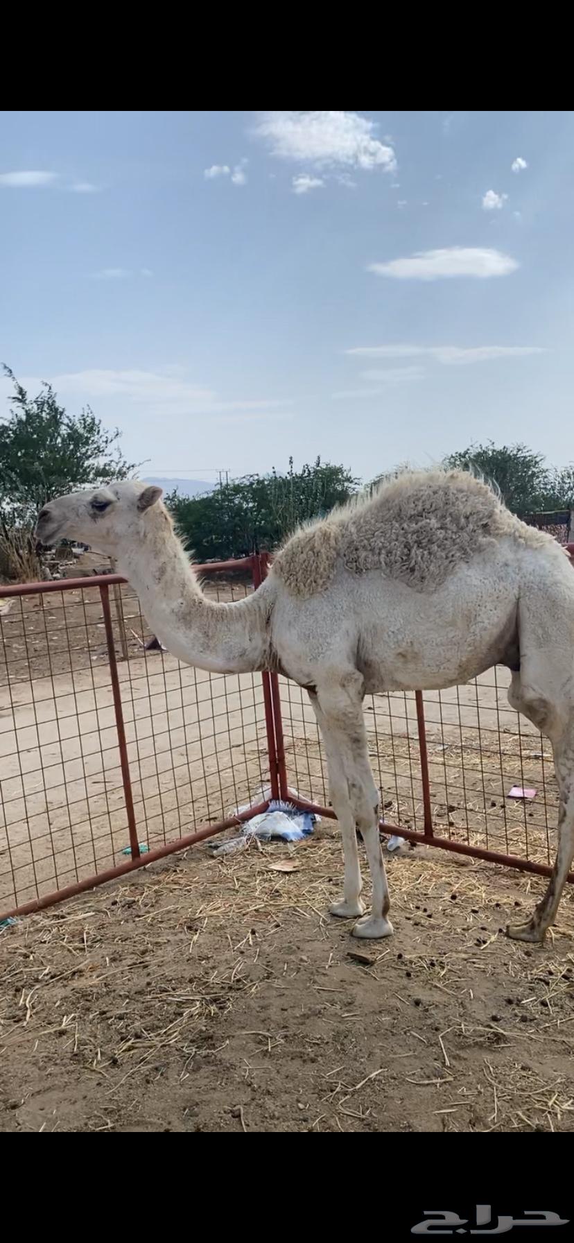 Qa'dan Afr Al-Adad 264390788262401110