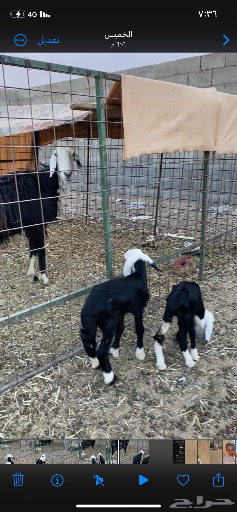 نجديه متومه64380244044674112