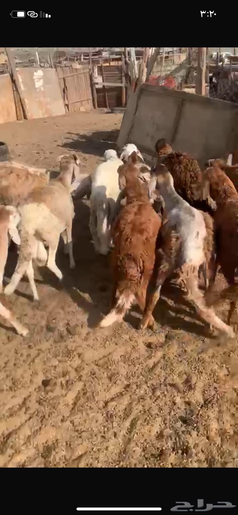 High-quality meat and relaxed prices with Tabby installment available64386459367171113