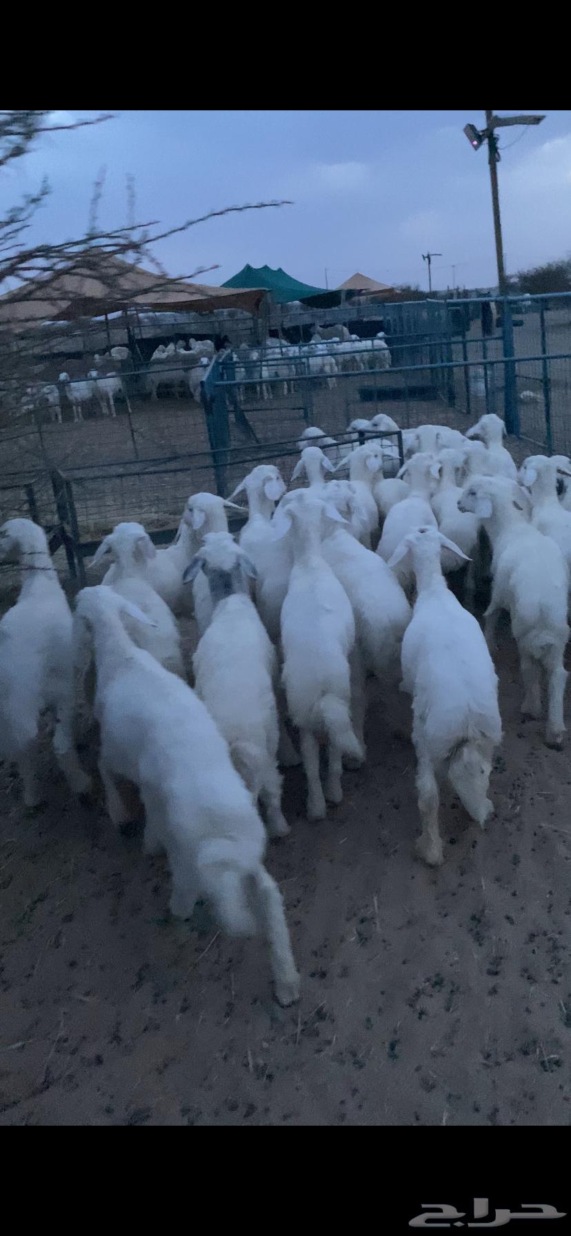 بهم تربيه تم البيع اضغط متابعه يصلك كل جديد64381644046082112