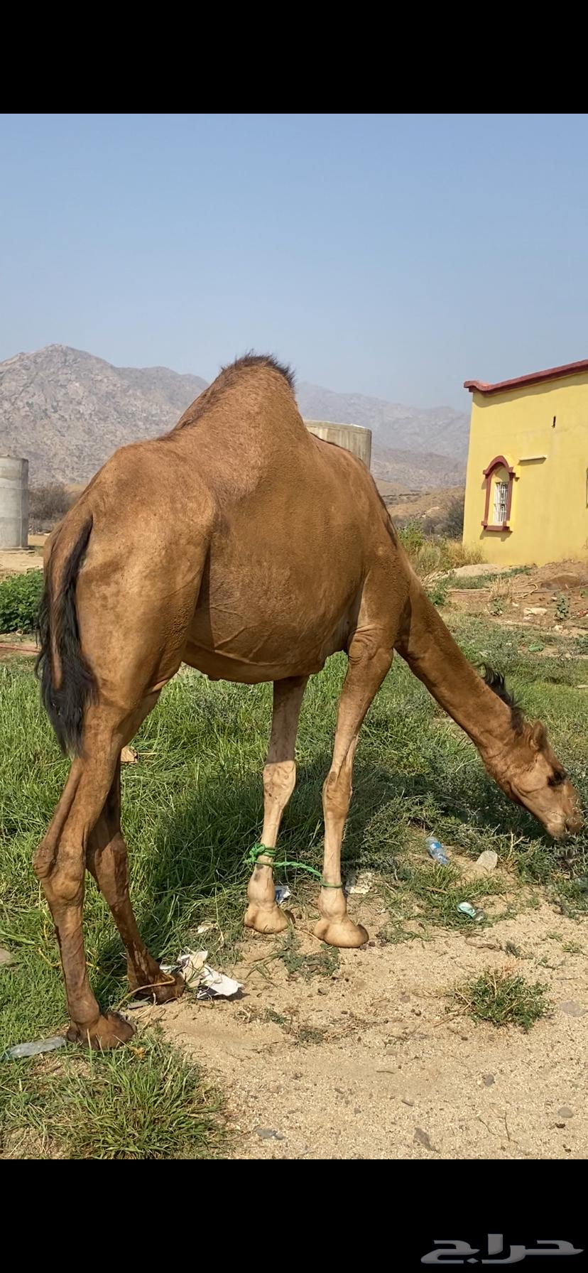 Coastal camel, four-toothed, five months old, conditioned64381370281475113