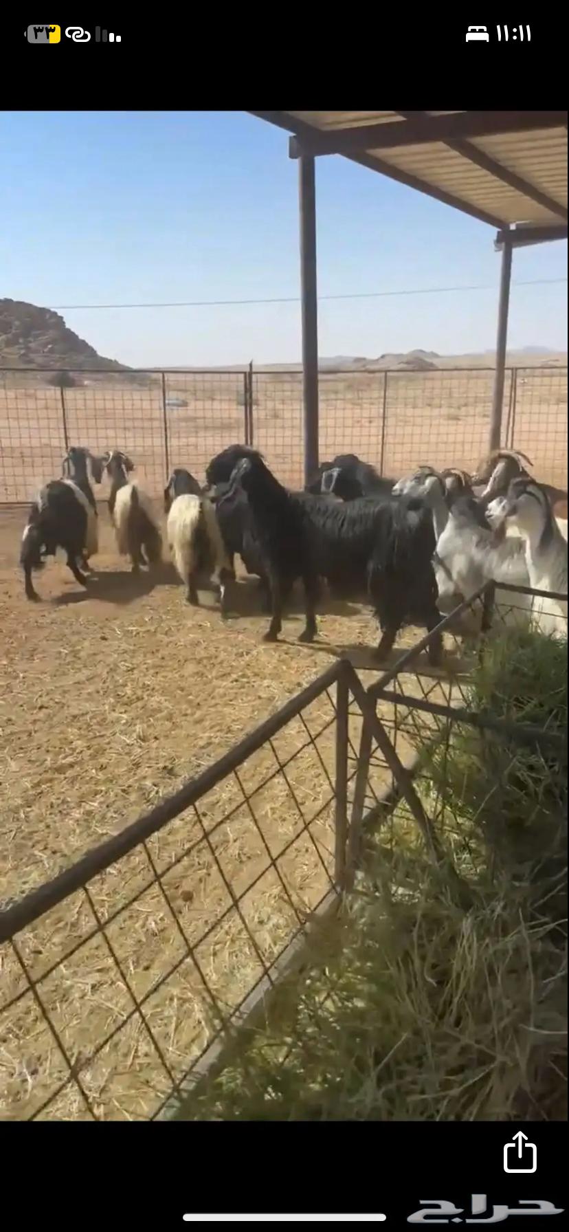 Goats for sale, quantity 4064391920997378111
