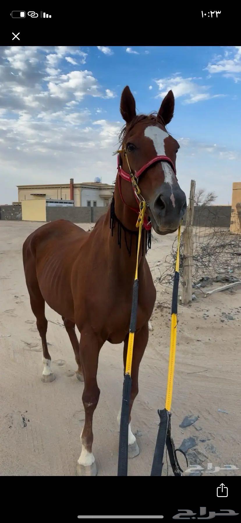 فرس شعبيه طيبه64383511836546110