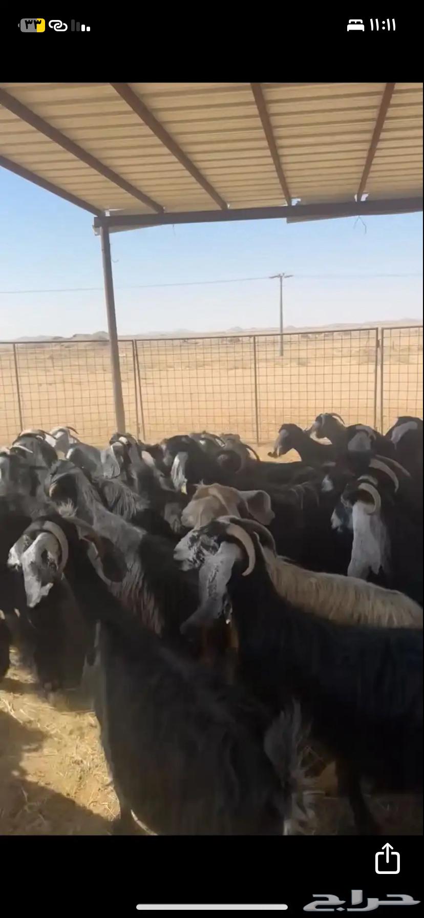 Goats for sale, quantity 4064391920997378110