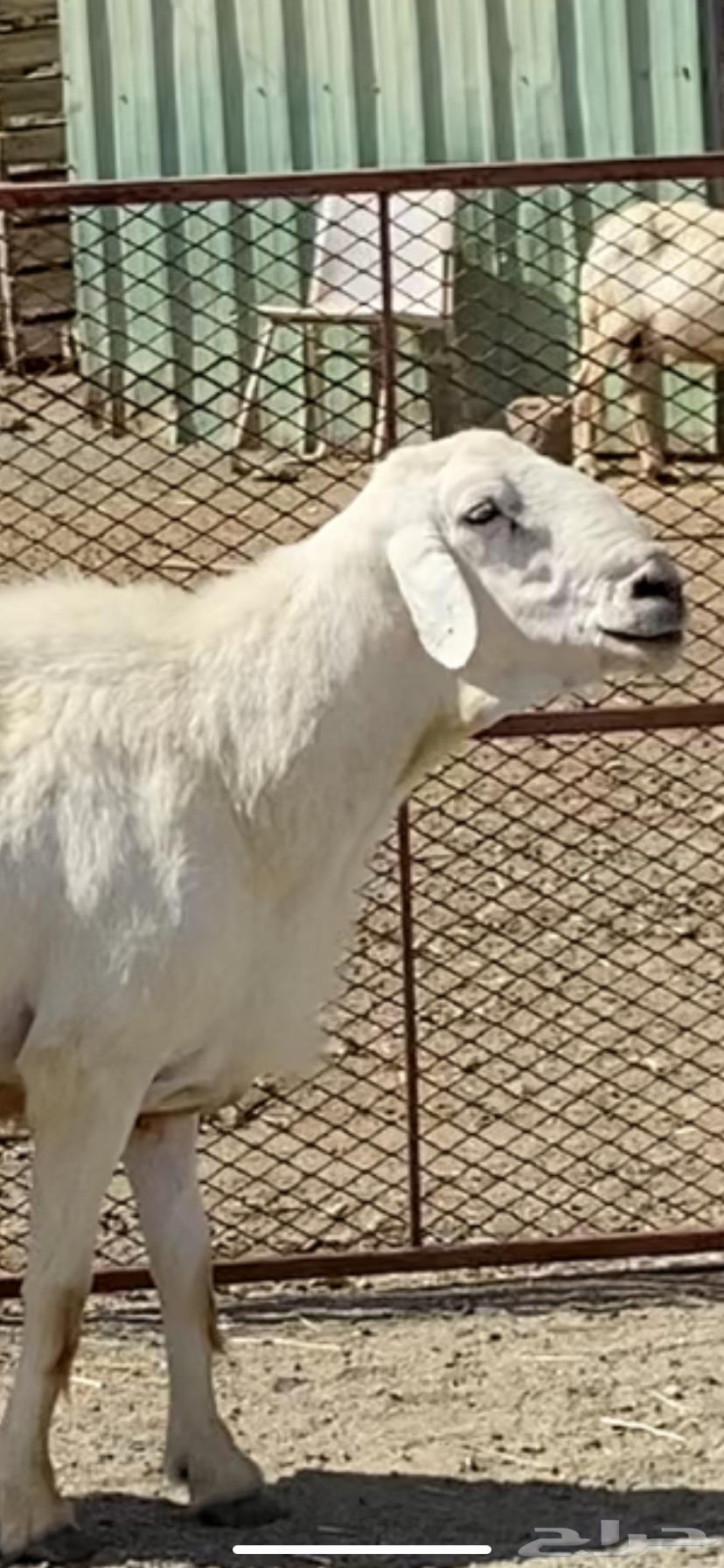 طلي فحل جرم وحار64381507972610111