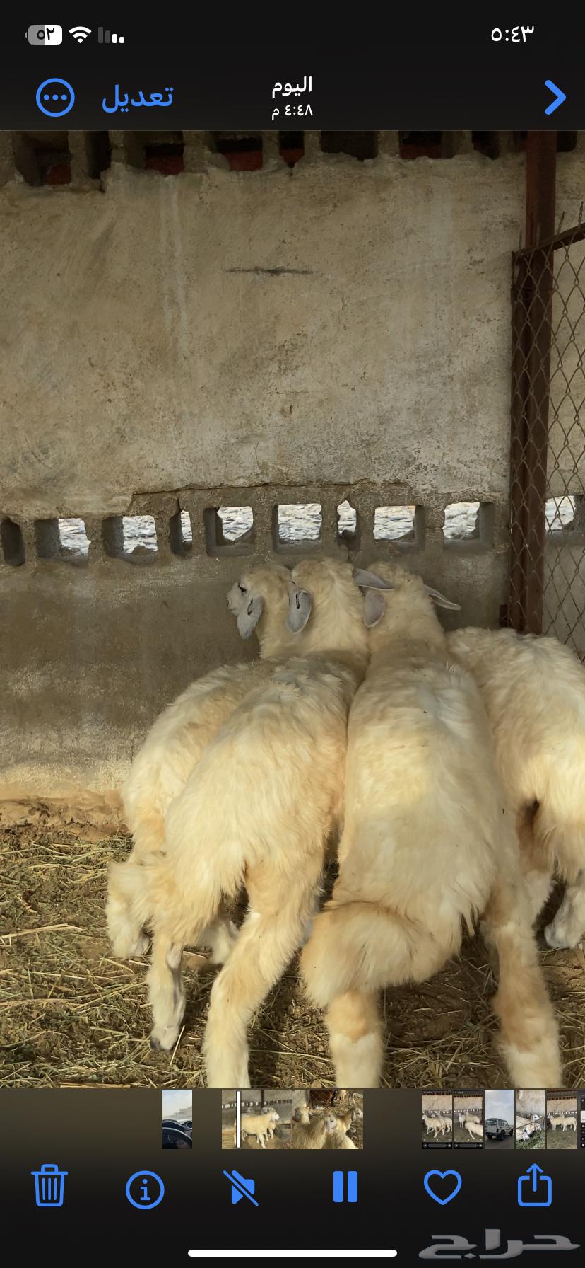 رخال طبيه للبيع64399703363459113