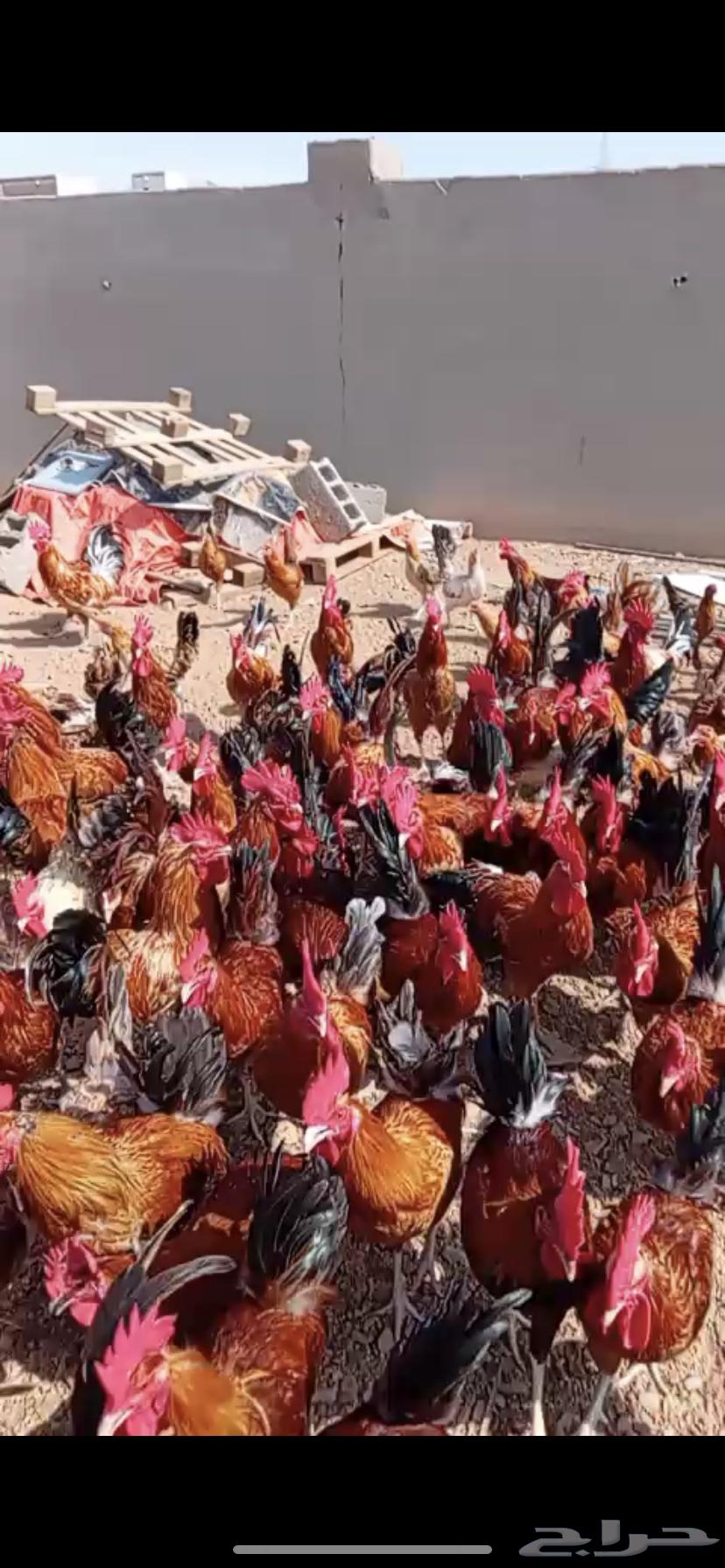 ديوك بلدي للبيع احجام توب64383261176065110