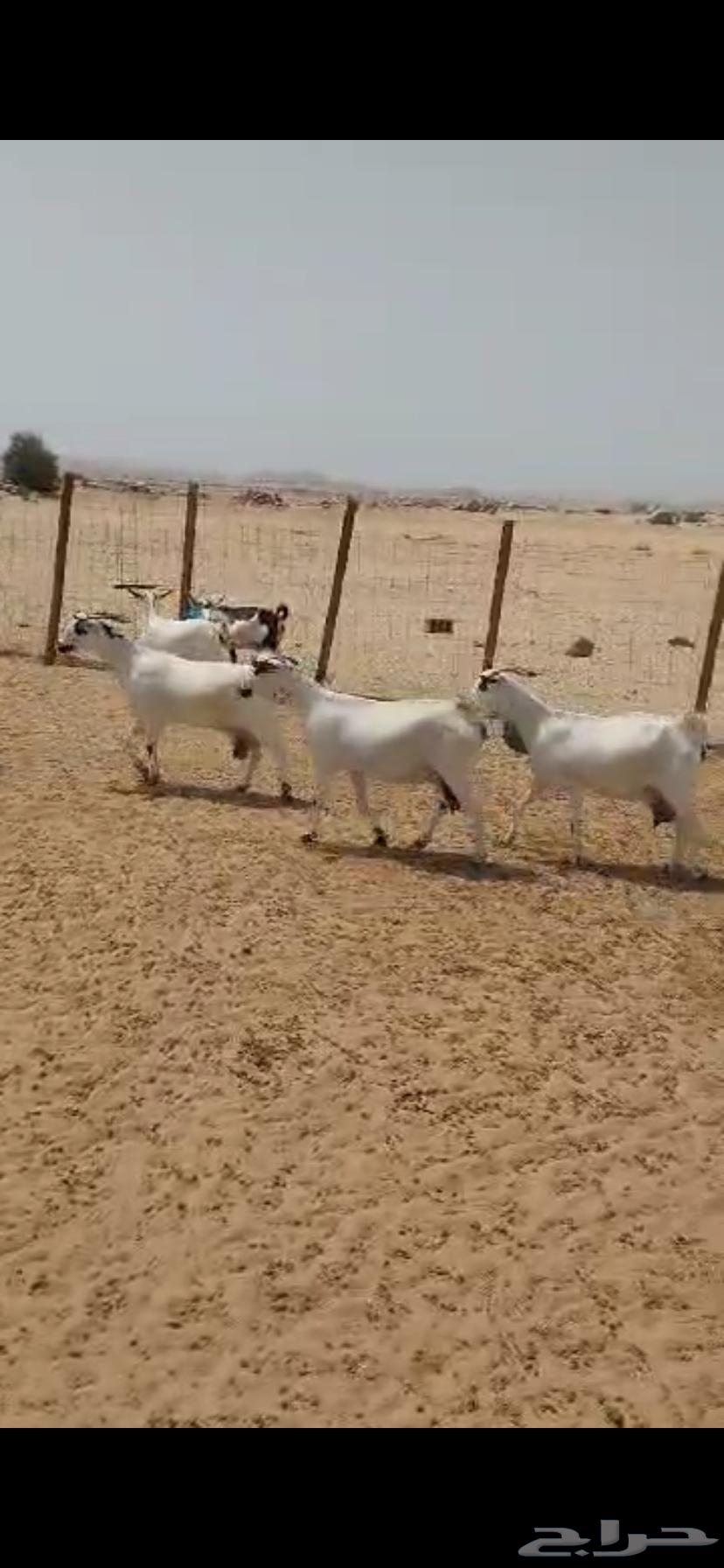 معزا بيشية للبيع64389086640131111