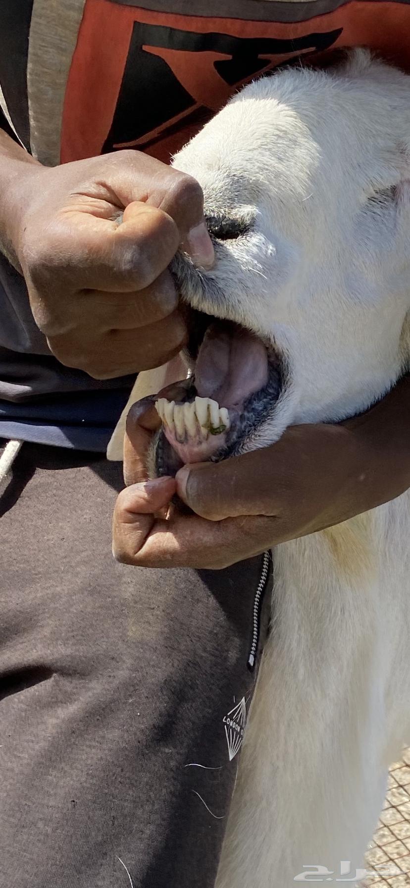 طلي فحل جرم وحار64381507972610112