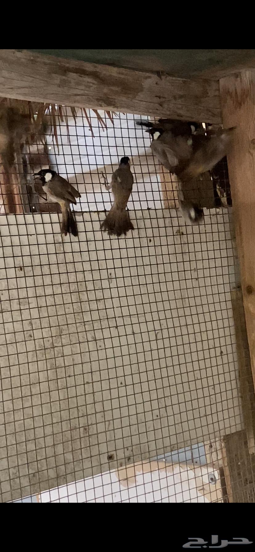 بلابيل حساوي64388605554178111