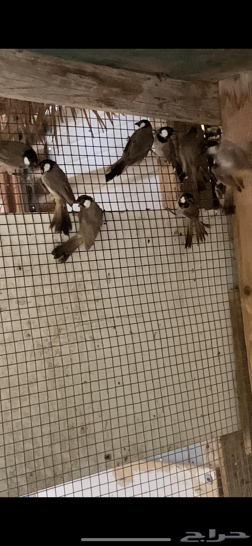 بلابيل حساوي64388605554178110