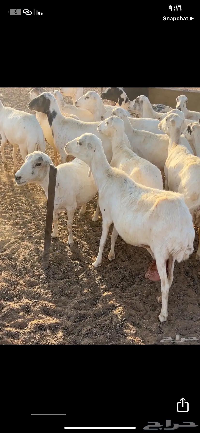 غنم للبيع64390665322243111
