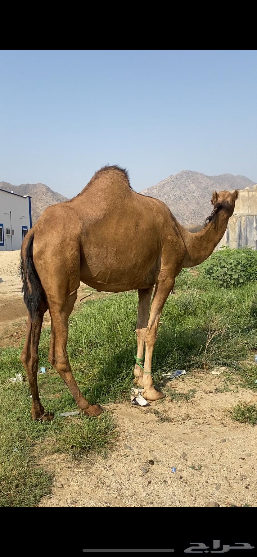 Coastal camel, four-toothed, five months old, conditioned64381370281475112