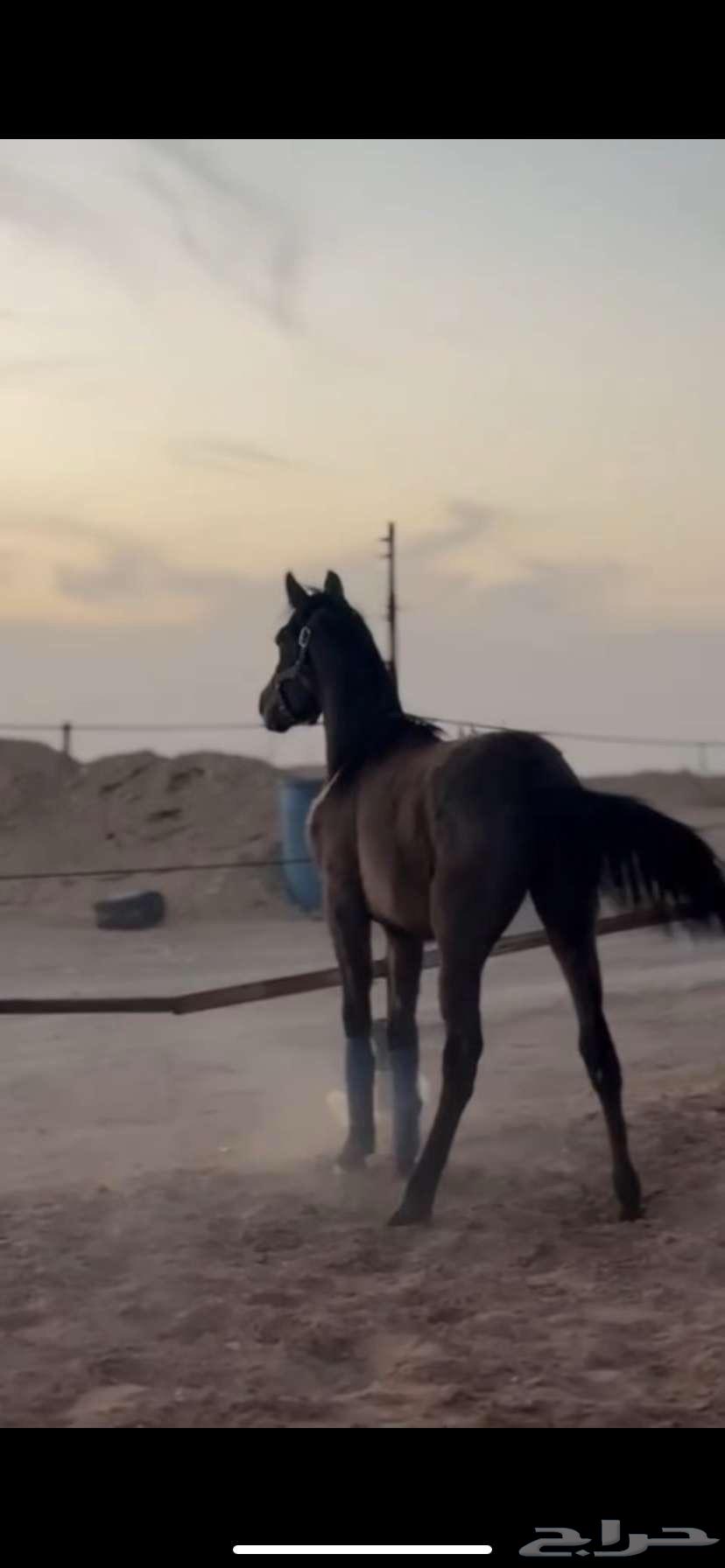 مهر شعبي للبيع64387369265410114