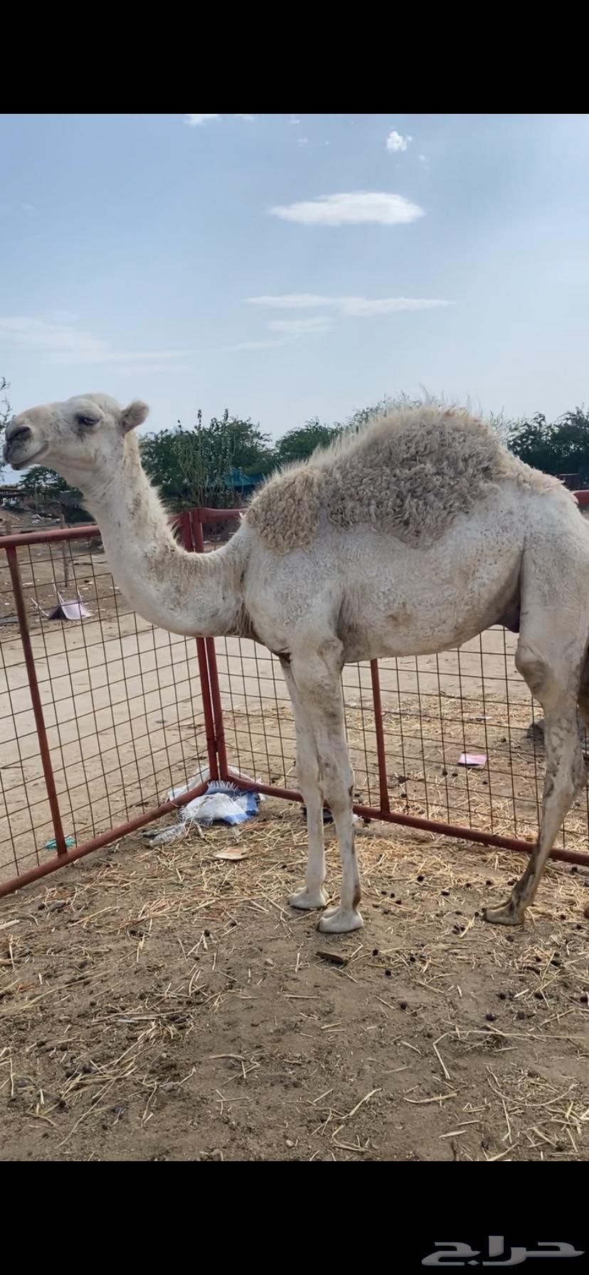 Qa'dan Afr Al-Adad 264390788262401111