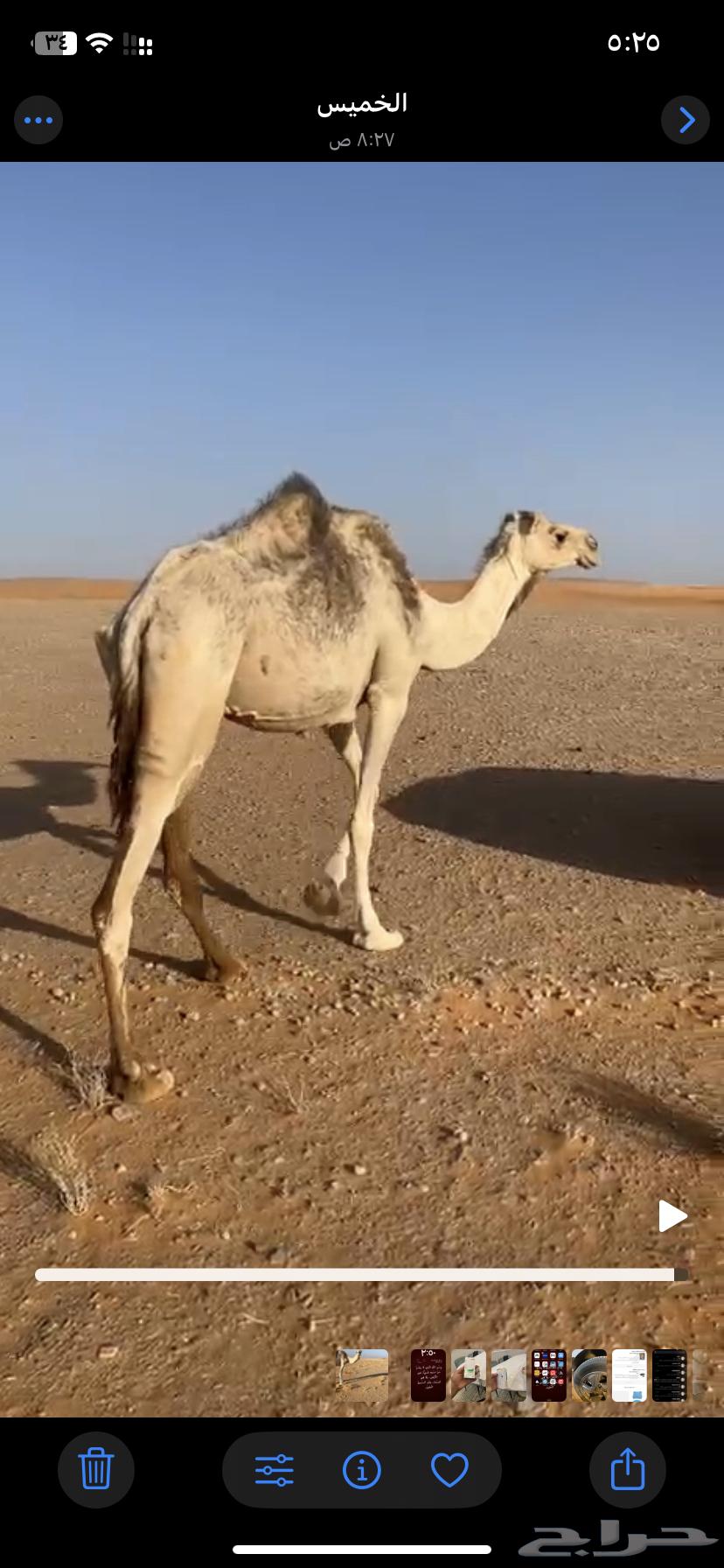 ناقه حايل للبيع64379530312705111