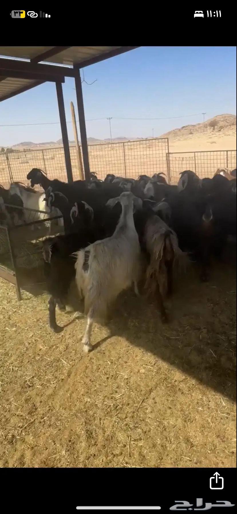 Goats for sale, quantity 4064391920997378112