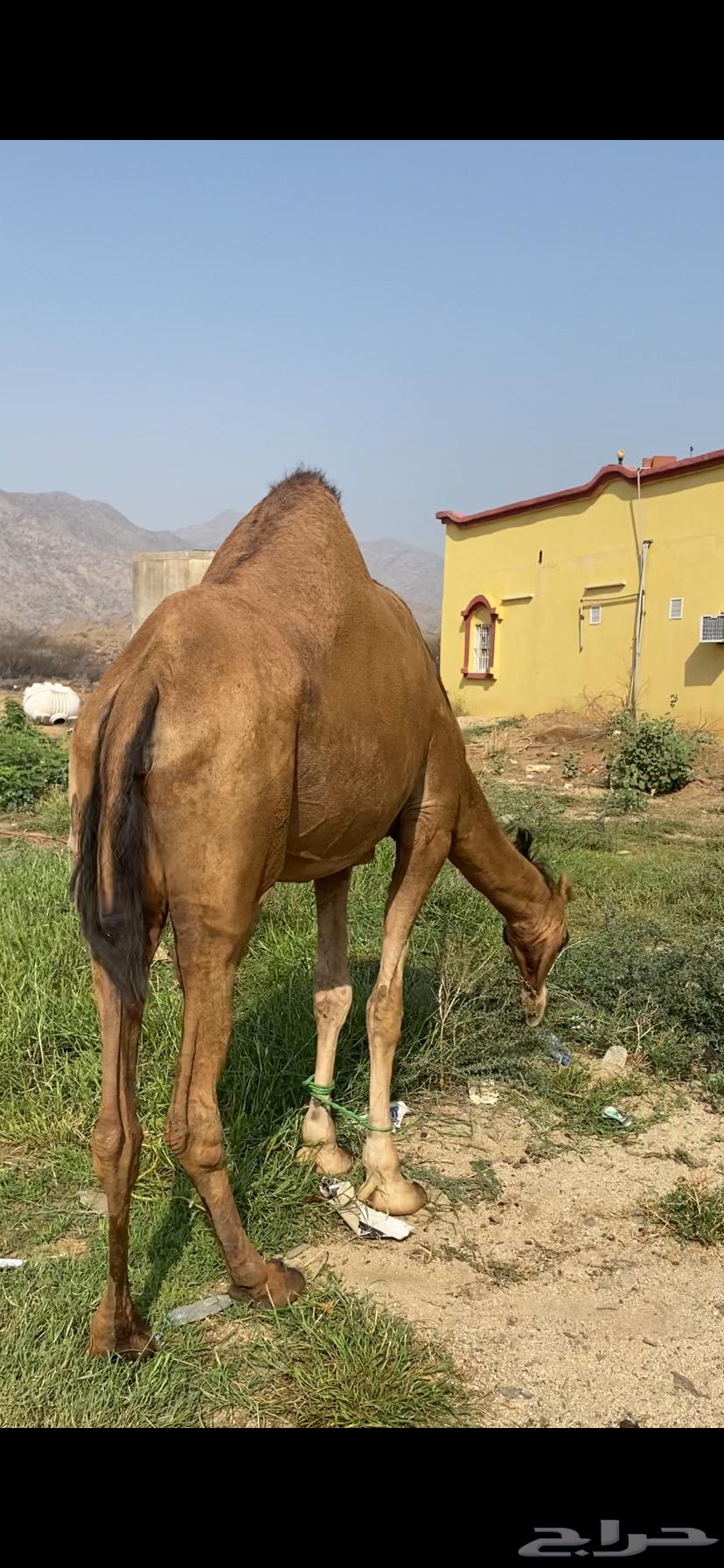 Coastal camel, four-toothed, five months old, conditioned64381370281475110