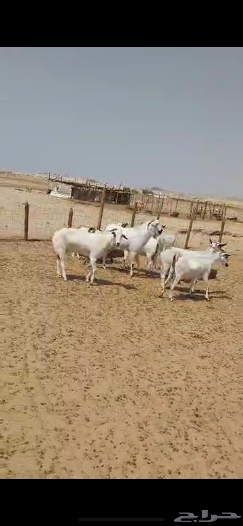 معزا بيشية للبيع64389086640131110