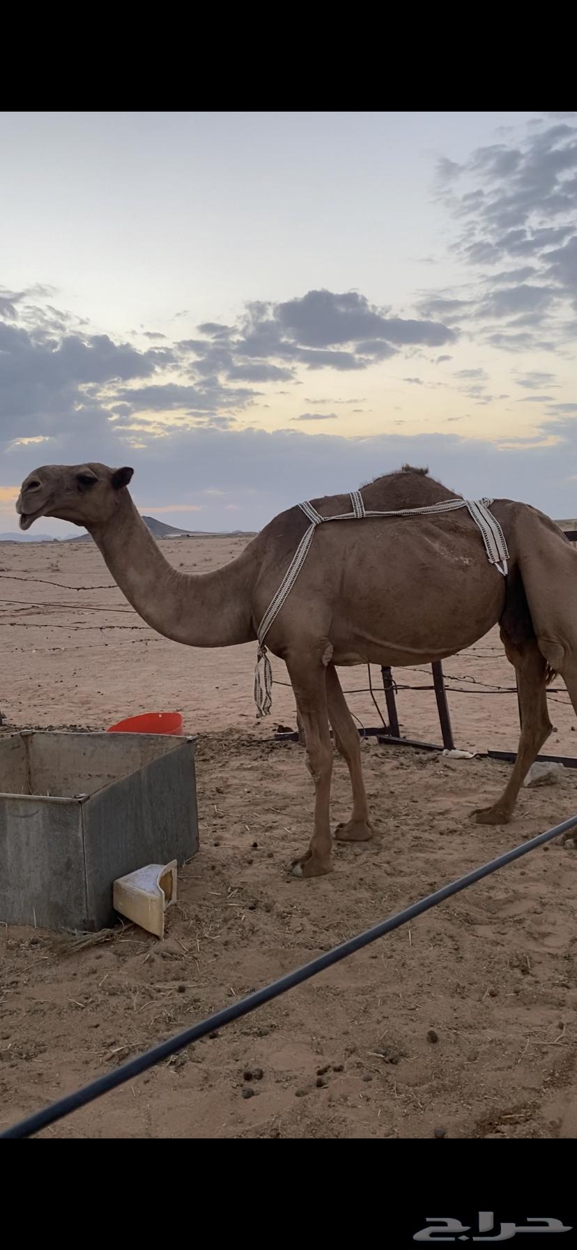 لبيع نياق لقحه صفراء و خفوت وضحاء تو بايع ولدها64390995547010113