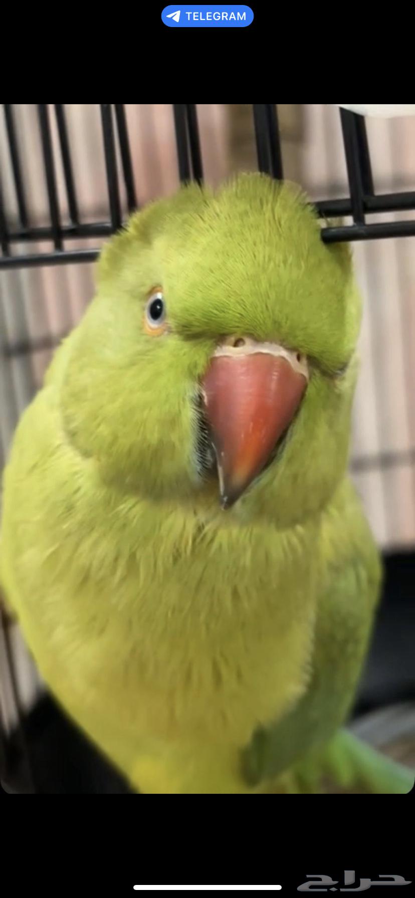 ببغاء درة هندي مليان كلام64385258201602110
