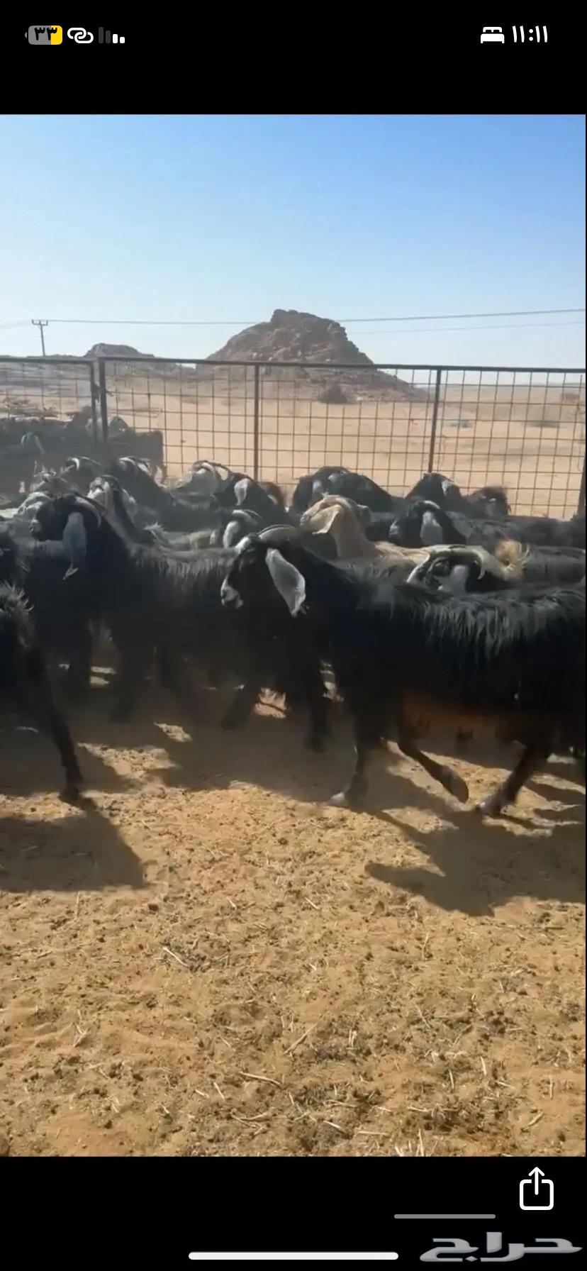 Goats for sale, quantity 4064391920997378114