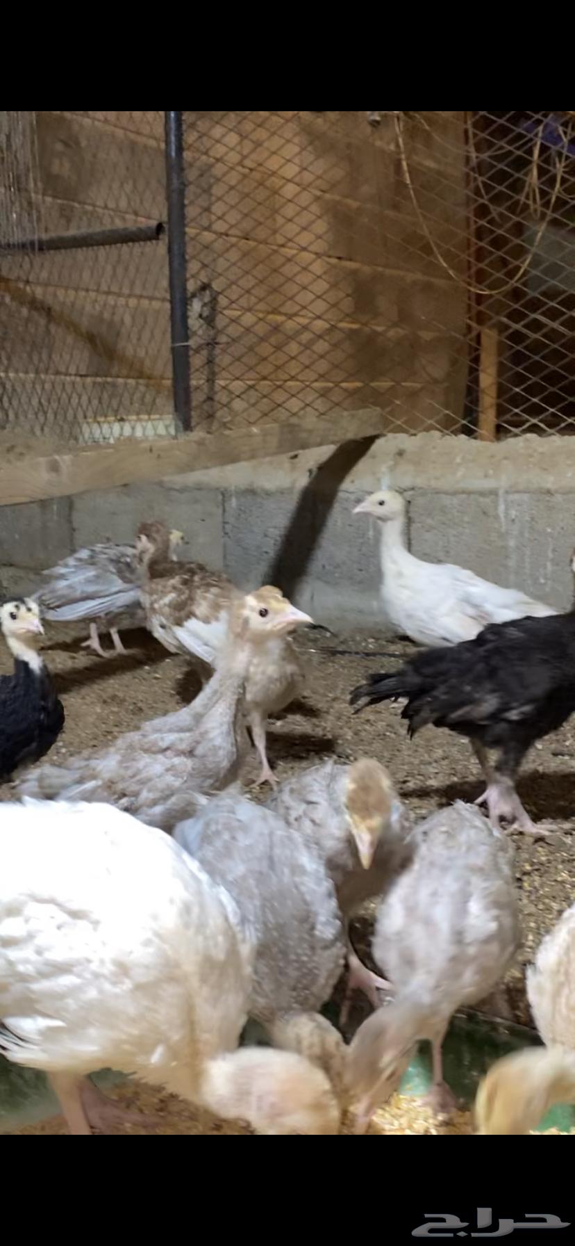 صوص رومي64381150169091111