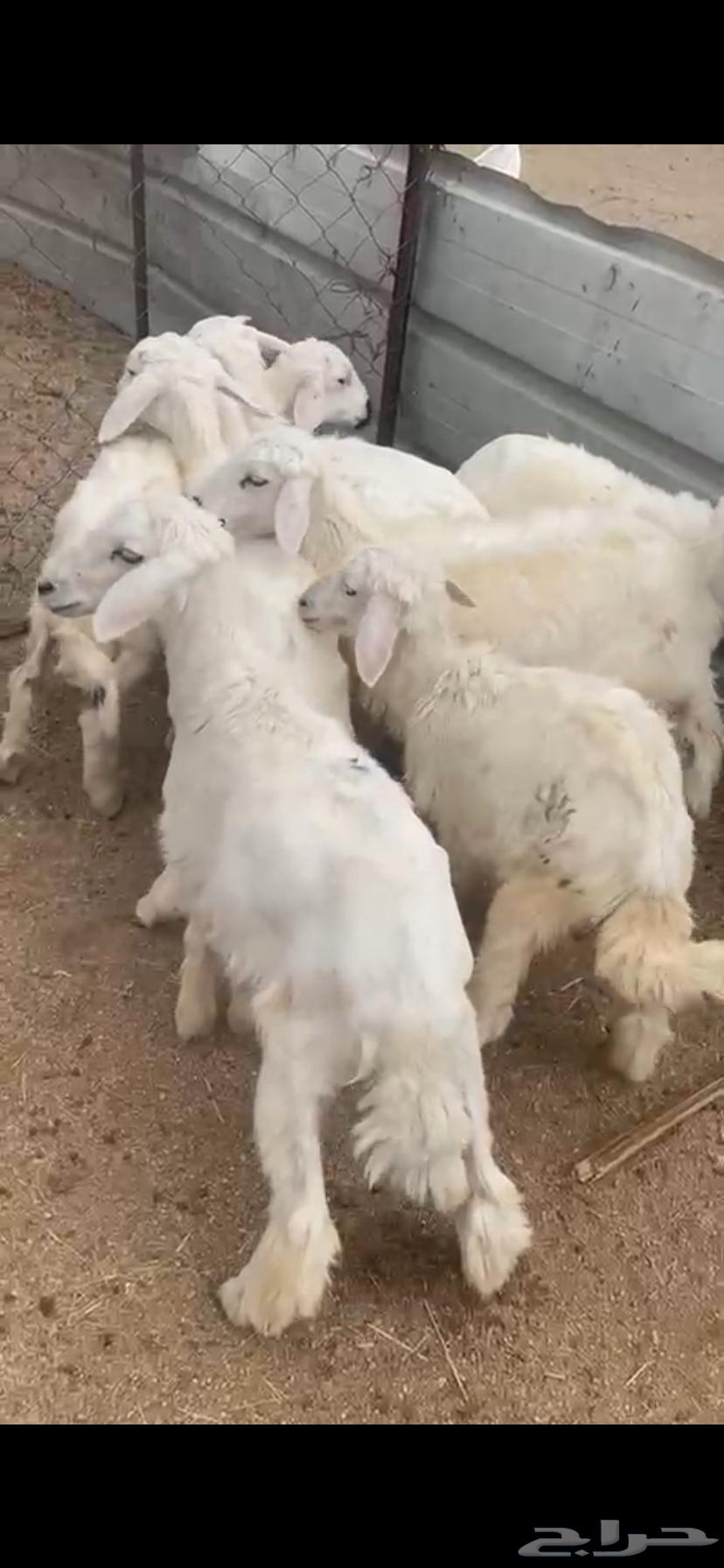 بهم تربيه للبيع64379975437058113