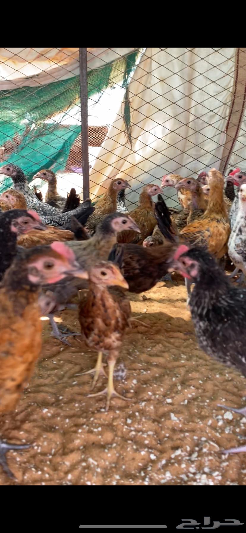 Faraaj Problem64387843582721112