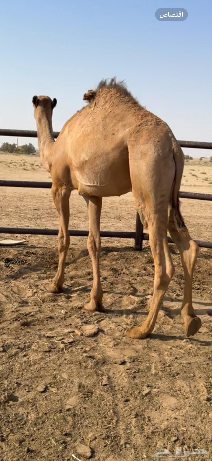 للبيع قعود حاشي64384731321219112