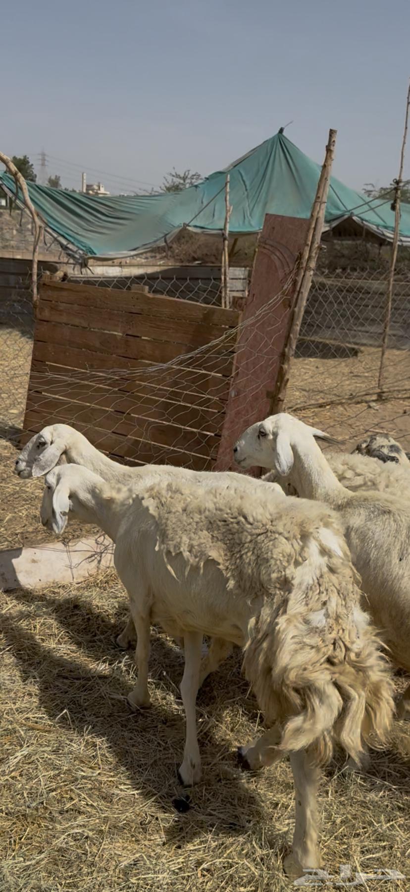 5 sheep, payment freedom for one customer at 75064384479060355114