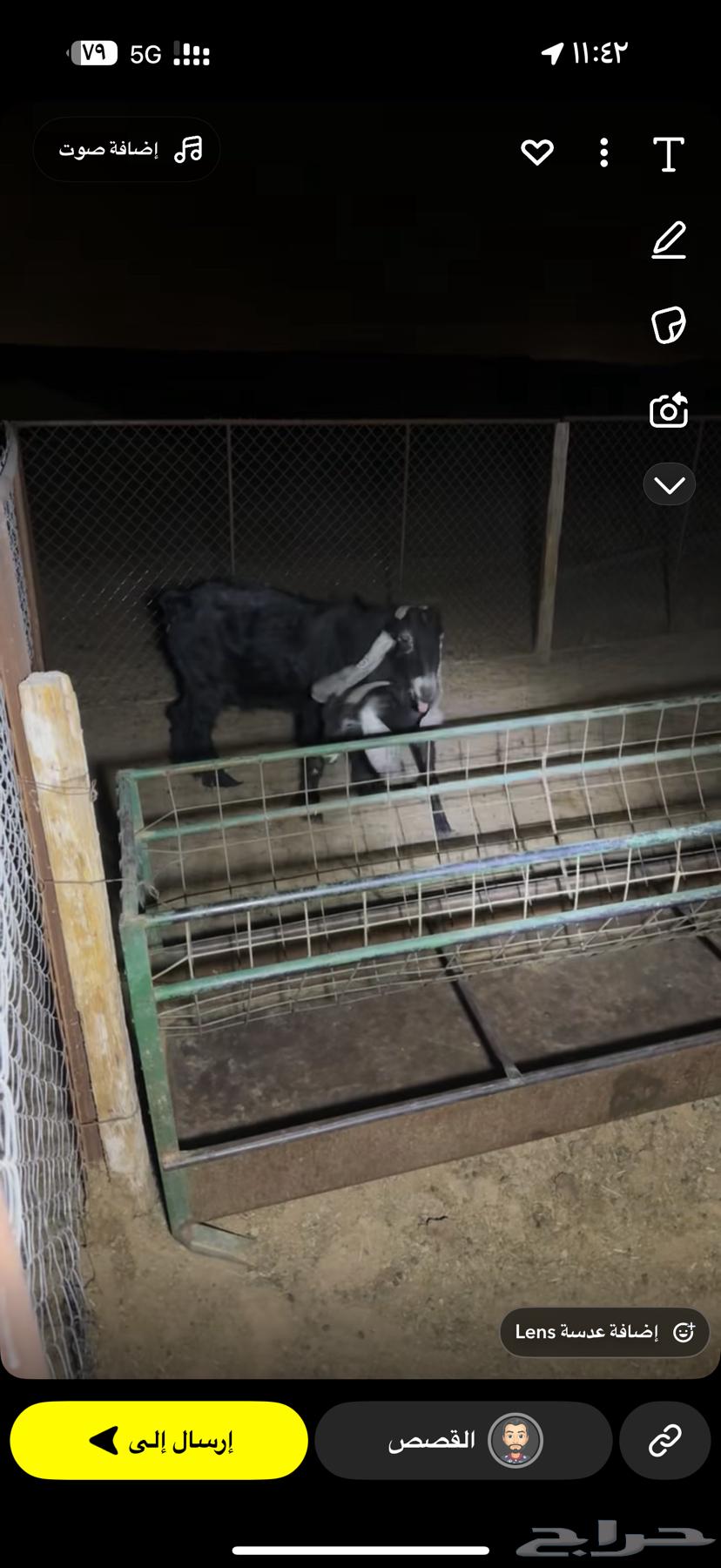 عنزين وتيس64382100533379113