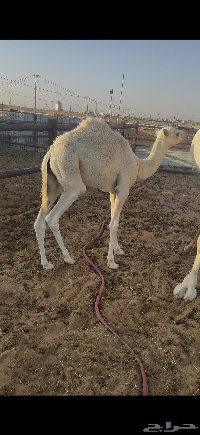 حاشي لباني64388385639299114