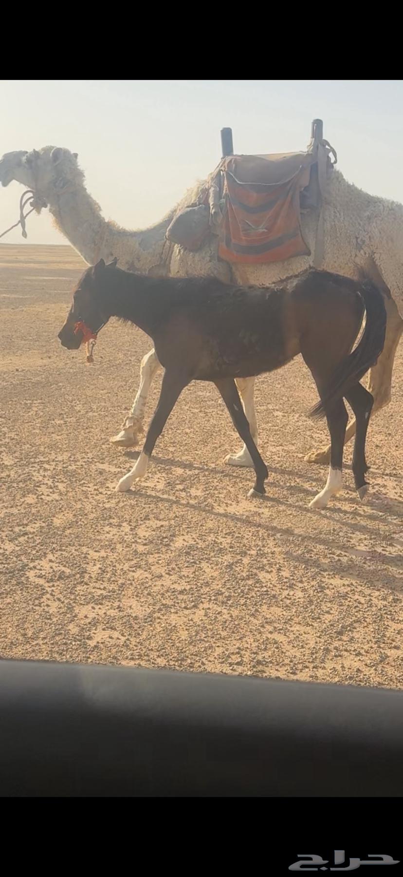 فلوه شعبيه عمرها سنه وستة شهور تقاود غير معسوفه64388413226881110